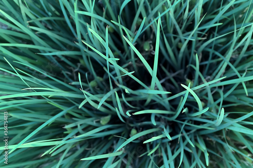 树叶  树枝 树木 叶子 叶片  绿色  自然  阳光 绿叶 生机盎然  绿意
植物  草 草木