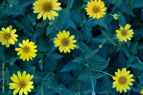 树叶  树枝 树木 叶子 叶片  绿色  自然  阳光 绿叶 生机盎然  绿意
植物  草 草木