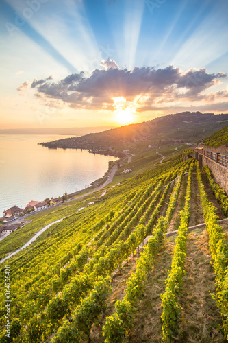 Foto Vineyards in Lavaux region, Switzerland