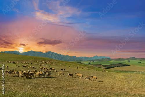 Sheep grazing in the overberg grassland farm in Western Cape South Africa photo
