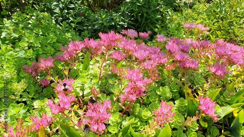 Kaukasus-Asienfetthenne und viele Hummeln, Insekten Video photo