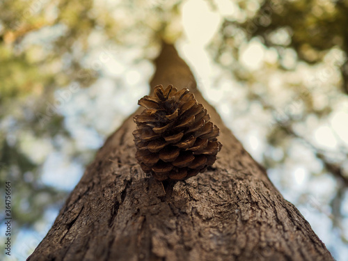 Pine cones in the middle of the trunk of a pine tree