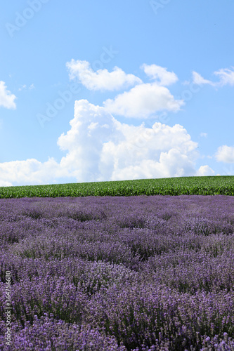 Lavender field and blue sky
