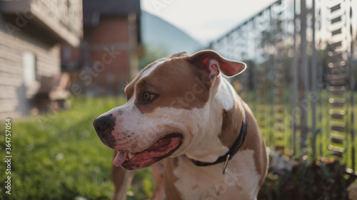 American Staffordshire dog smiling and looking to the side