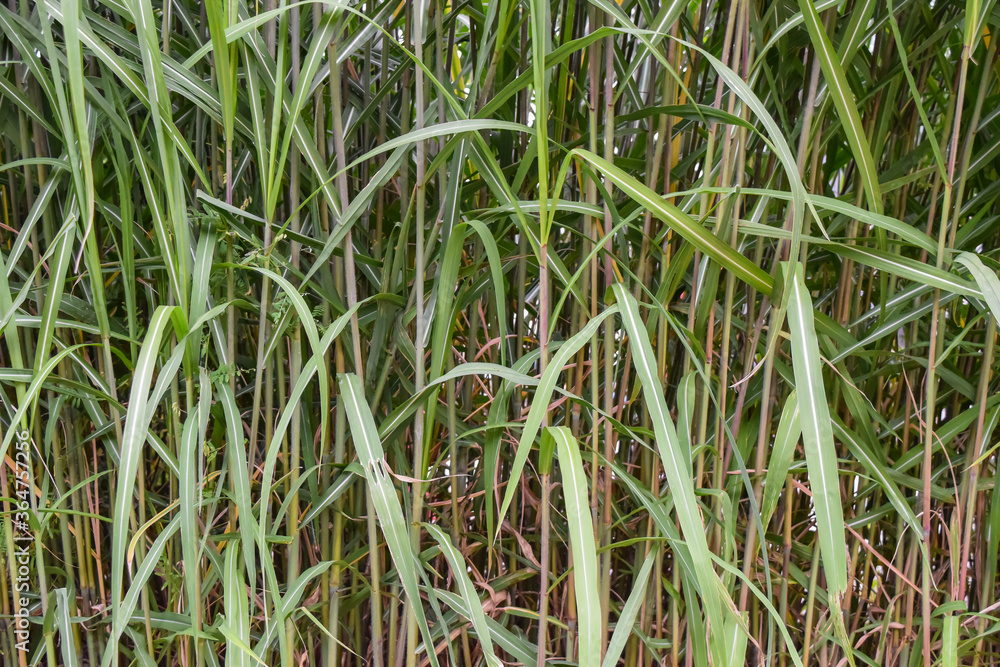 Green cane filled whole background, green background Green cane filled whole background, green background