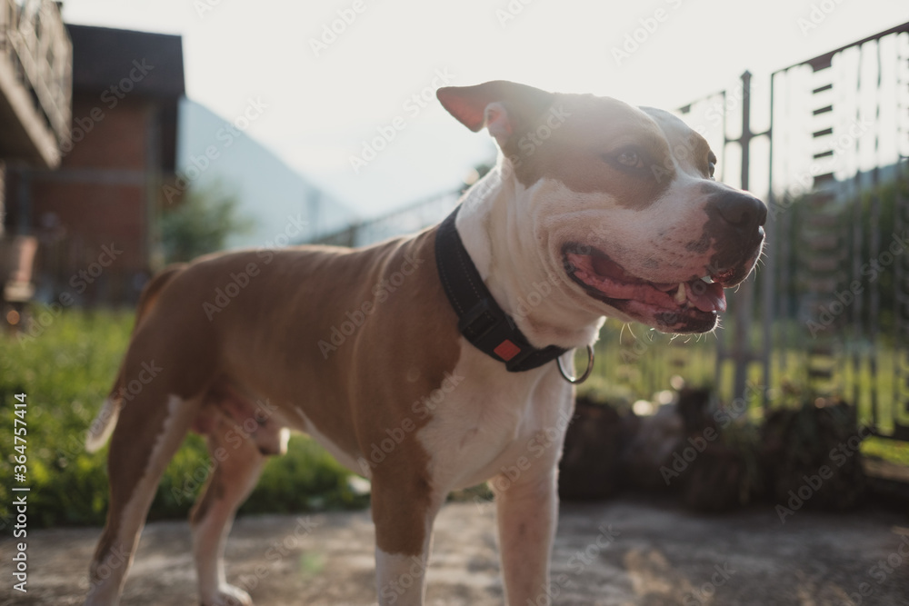 American Staffordshire terrier dog smiling while standing in the backyard