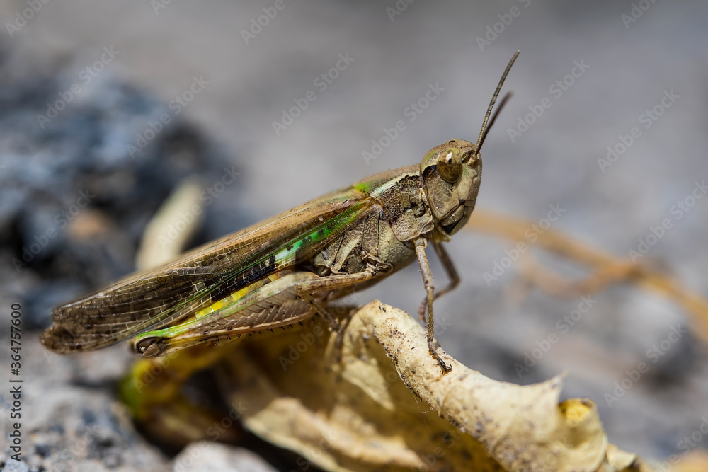Locust Macro photo. Insect (lat. Dociostaurus moroccanus) close-up. The body structure of the locust. The texture of the surface of the insect. Gray-brown locust. Pest of crops and crops. Bokeh
Locust Macro photo. Insect (lat. Dociostaurus moroccanus) close-up. The body structure of the locust. The texture of the surface of the insect. Gray-brown locust. Pest of crops and crops. Bokeh