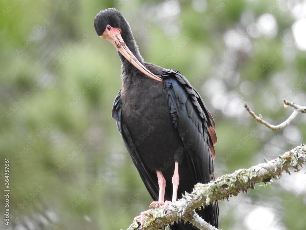 Naklejka premium FOTOS