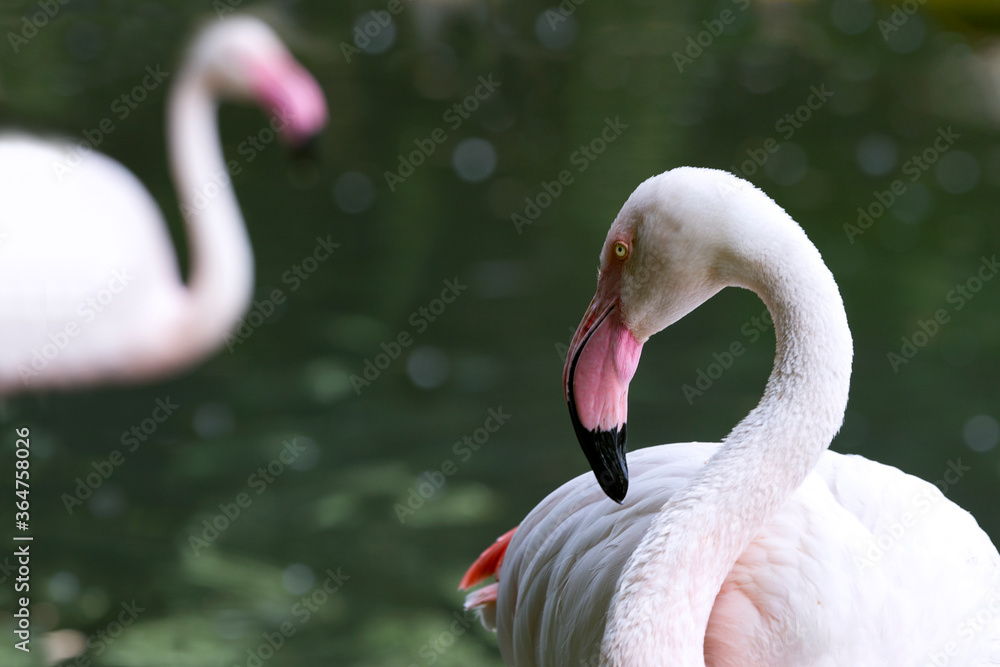 Fototapeta premium Pink flamingos against over green water.