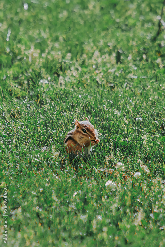 Obraz premium chipmunk on the grass