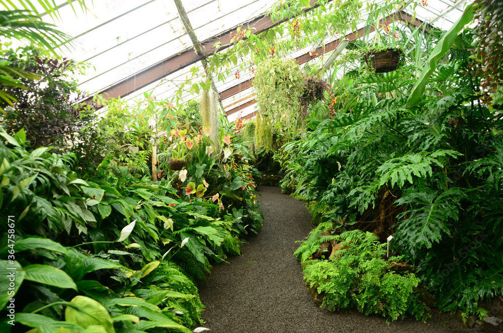 Hamilton's Tropical Gage Park Greenhouse, with tropical plant at New Zealand.