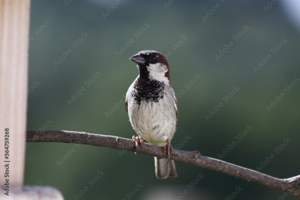 Obraz premium Sparrow on a twig