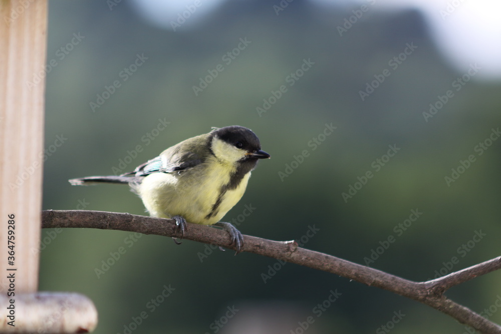 great tit on a branch