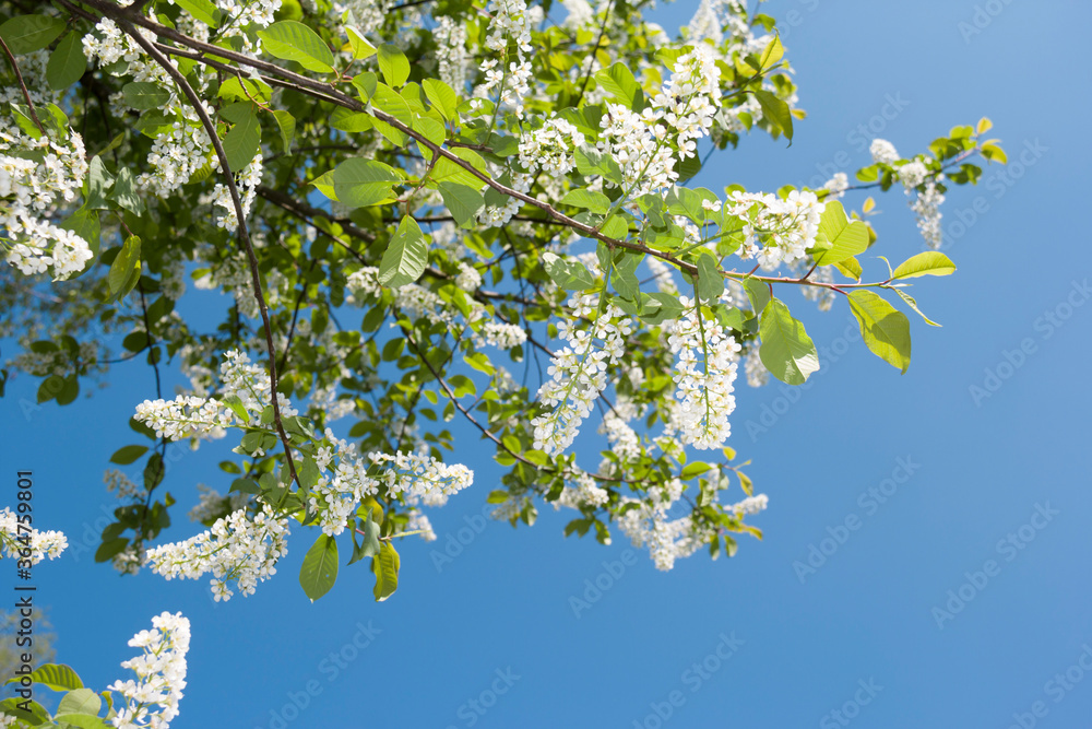 The Birdcherry tree blooms in the garden on a sunny day. Beautiful white flowers against the background of the blue sky in spring. Natural background The Birdcherry tree blooms in the garden on a sunny day. Beautiful white flowers against the background of the blue sky in spring. Natural background