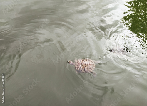 A lot of beautiful, wild turtles swims in the lake, the river in anticipation of feeding, food. Photograph, top view. photo