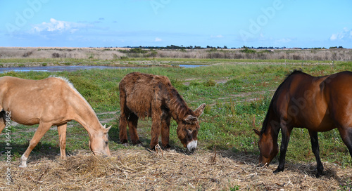 Ane du Poitou et cheval sur l'Ile de Ré