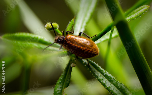 Bug on a leaf macro photography © GitStocks