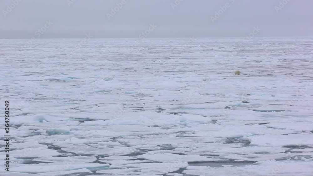 A polar bear walks on floating ice blocks that swing with the waves A polar bear walks on floating ice blocks that swing with the waves