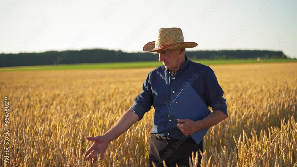 Agronomist inspecting wheat field. Man agronomist farmer in golden wheat field Agronomist inspecting wheat field. Man agronomist farmer in golden wheat field
