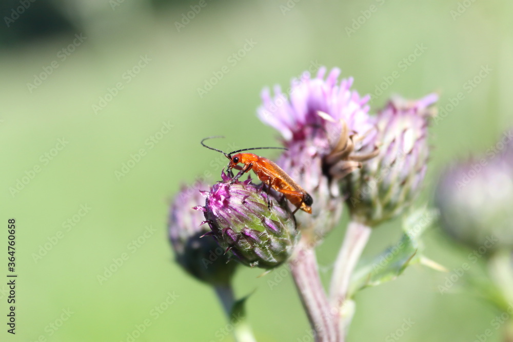 orange beetle on thistle orange beetle on thistle