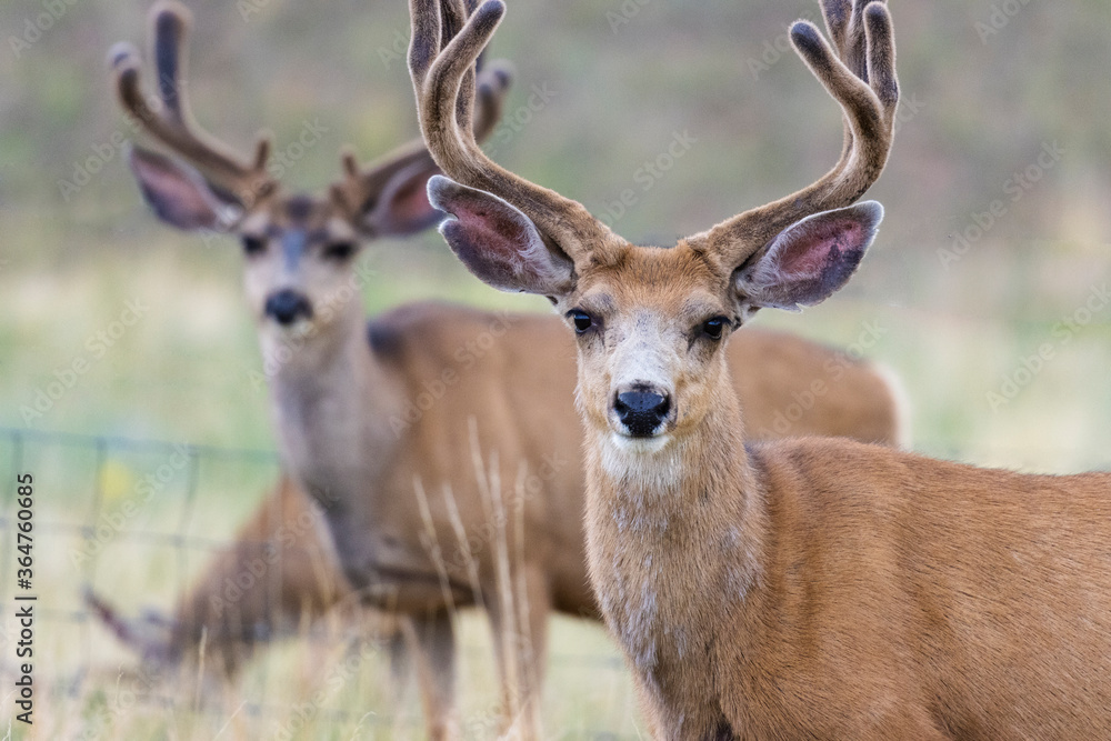 Herd of Bucks