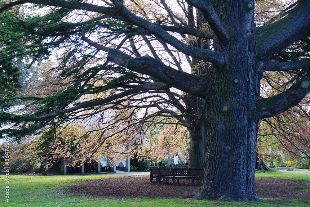 Autumn time at Christchurch Park with an ancient huge tree with round bench. Autumn time at Christchurch Park with an ancient huge tree with round bench.
