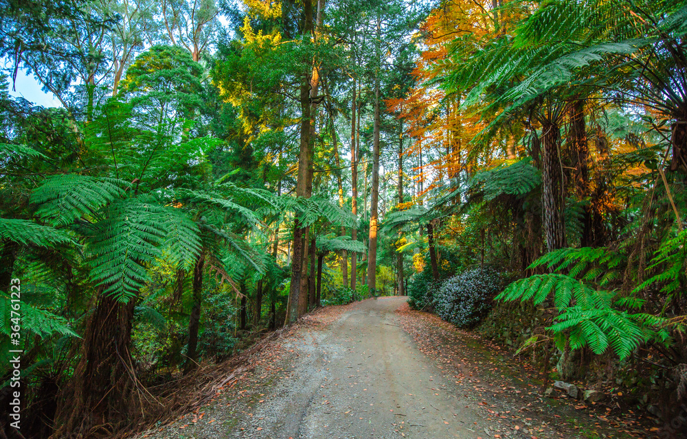 Fototapeta premium path in the forest