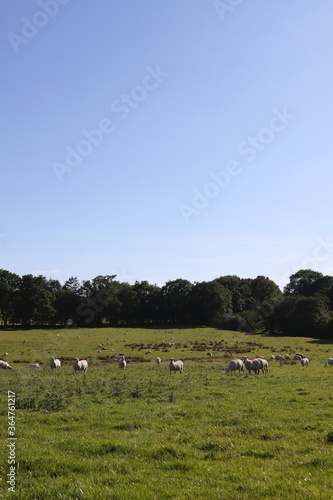flock of sheep in the field with blue sky