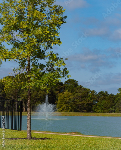 Water oak tree with a water fountain in the background located in Conroe, TX. photo