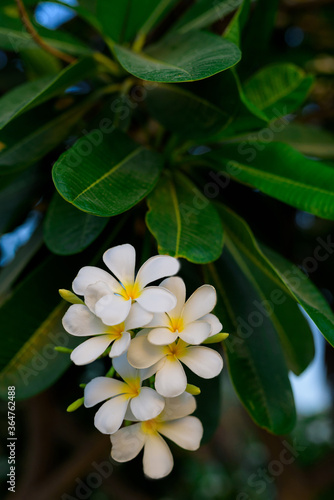 White fragipani flowers on the tree. Plumeria tropical flower background.