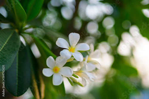 Fototapeta Naklejka Na Ścianę i Meble -  white frangipani flowers in garden. Plumeria flowers. 