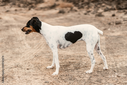 dog with a heart in the belly
