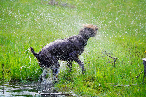 Fototapeta Naklejka Na Ścianę i Meble -  the dog comes out the water and is shaking his wet fur