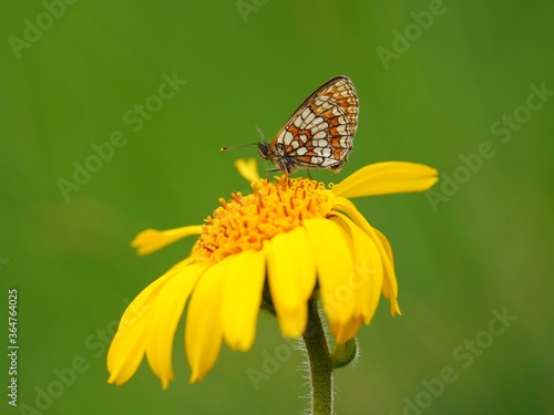 a melitaea britomartis butterfly on a arnica montana