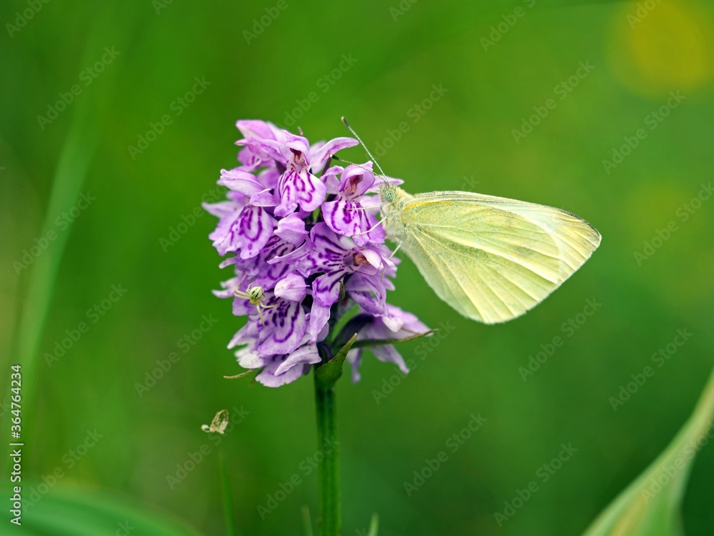 a small white butterfly on the blossom from a dactylorhiza fuchsii a small white butterfly on the blossom from a dactylorhiza fuchsii
