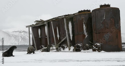 MS Hector's Whaling Station (historical site) and Fur seals (Arctocephalus gazella) at Deception Island / Antarctic Peninsula, Antarctica photo