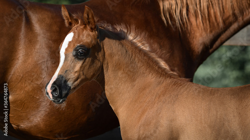 Slika na platnu Horse mare and young pretty arabian foal on summer background, portrait closeup