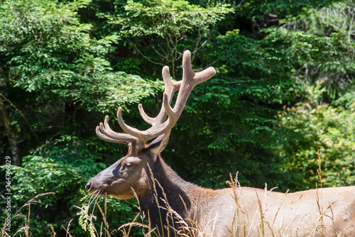 Fototapeta Naklejka Na Ścianę i Meble -  Roosevelt Elk eating Grass
