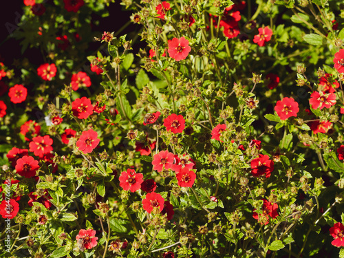 Potentilla atrosanguinea 'Gibson's Scarlet' | Fingerkraut 'Gibson's Scarlet' mit roten Blütenblätter, gelblich-orange Staubgefäße und schwarzer Blütenmitte  photo