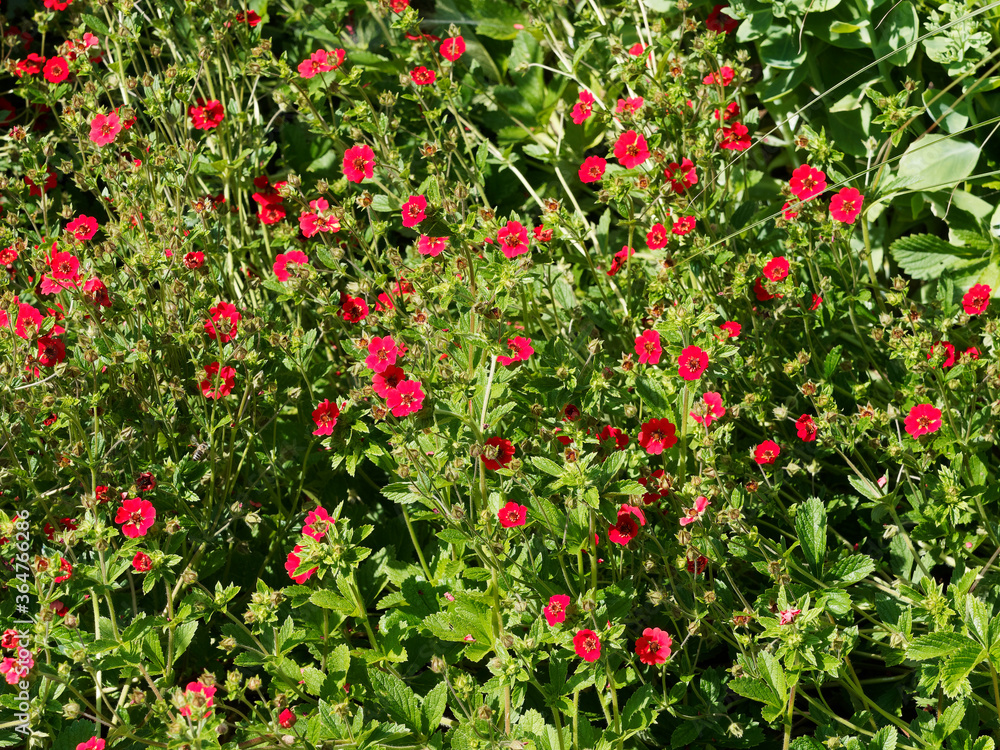 Potentilla atrosanguinea 'Gibson's Scarlet' oder Blutrotes Fingerkraut, schöne Bodendecker mit zierlichen erdbeerartigen gefiederten Blättern und leuchtend roten Blüten