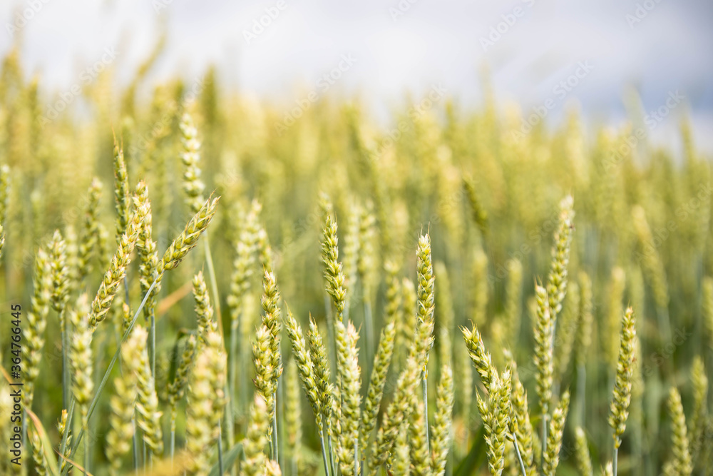 Wheat field on sunset