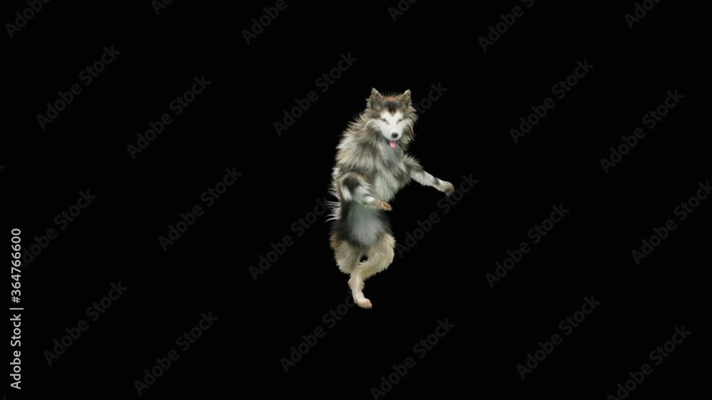 Dogs Dance, realistic CGI VFX, 3d rendering, Animation Loop ...
