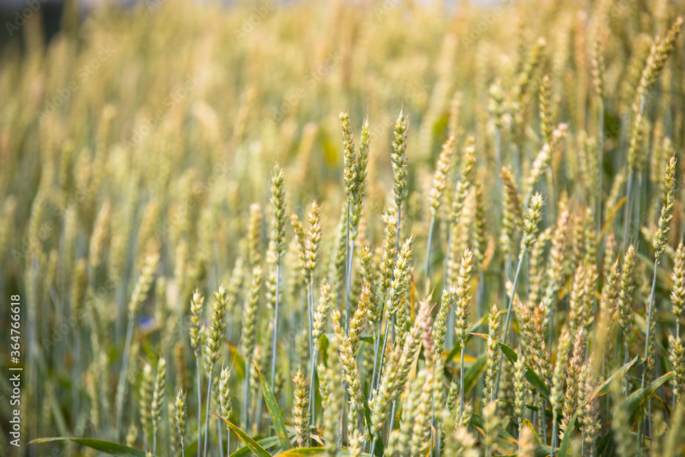 Wheat field on sunset Wheat field on sunset