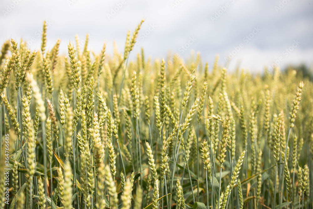 Wheat field on sunset Wheat field on sunset