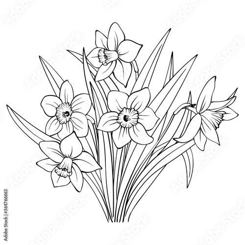 Bouquet of daffodils contour on white background. Outline hand drawing sketch of narcissus flowers. Decorative element for natural or romantic design, botanical illustration, coloring book, tattoo.