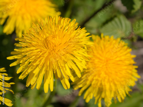 yellow dandelions close up