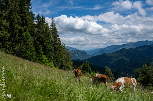 weidende Kühe auf einer Alm in den bayrischen Bergen
