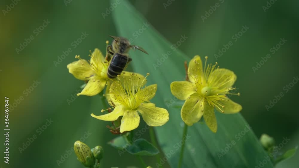 Bee is on bright yellow hypericum flowers. Bee squeezes flower stamens in its legs and collects pollen. Flower of Common Perforate St John's Wort (Hypericum perforatum) Bee is on bright yellow hypericum flowers. Bee squeezes flower stamens in its legs and collects pollen. Flower of Common Perforate St John's Wort (Hypericum perforatum)