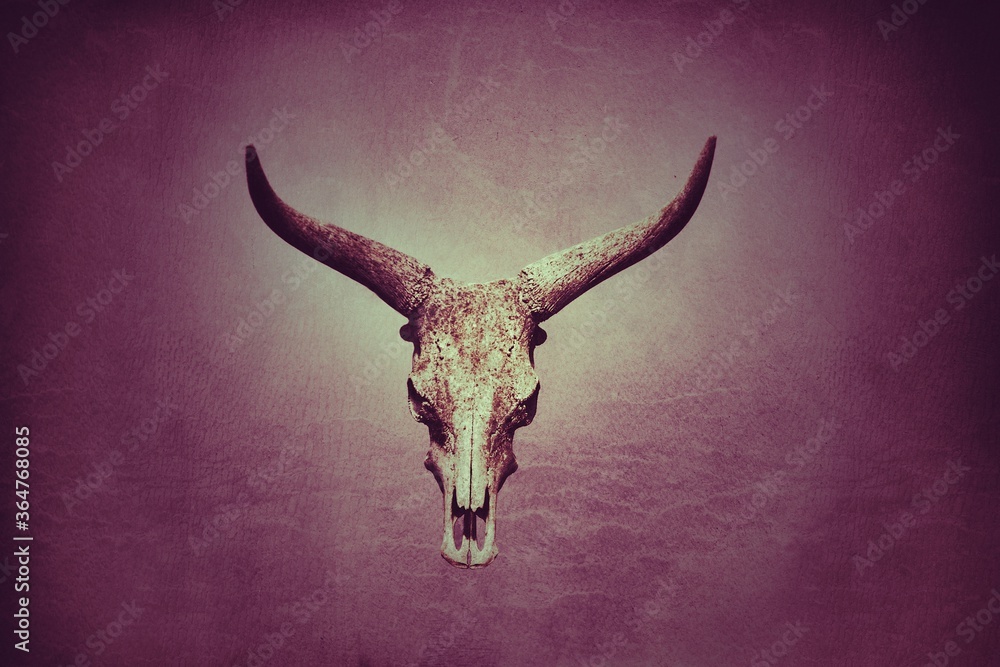 Fototapeta premium Longhorn skull on purple background