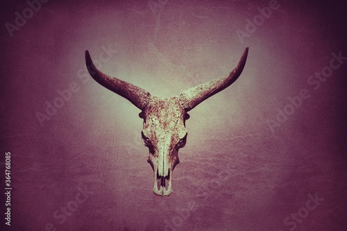 Longhorn skull on purple background